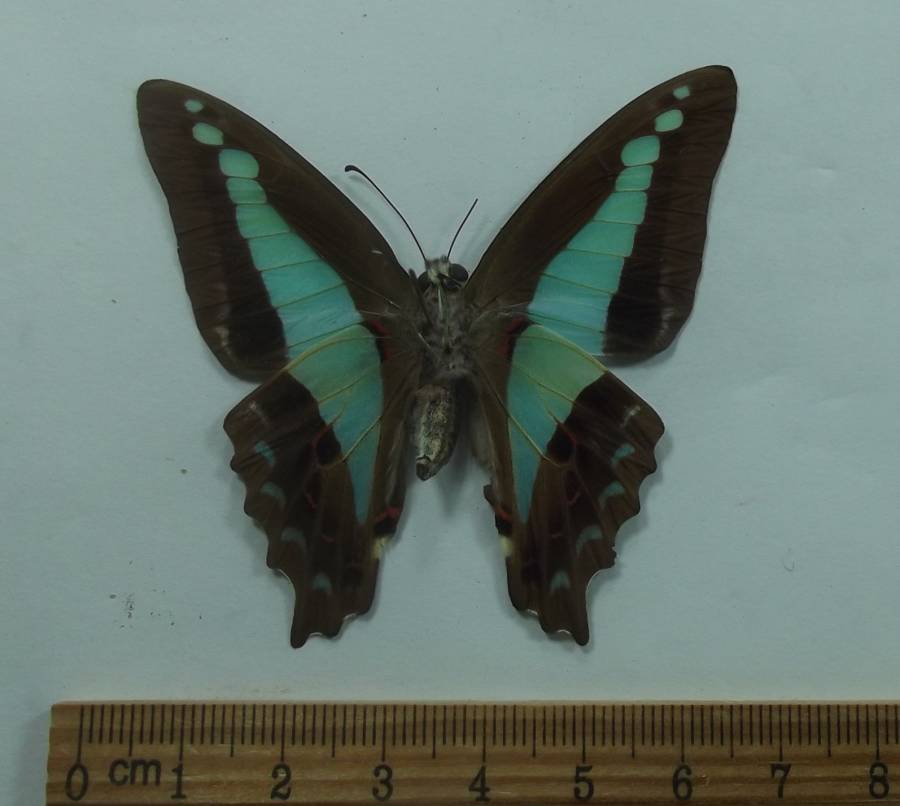 Female - Vetnral View<br>(Origin of the Specimen: Timor, May 2012)