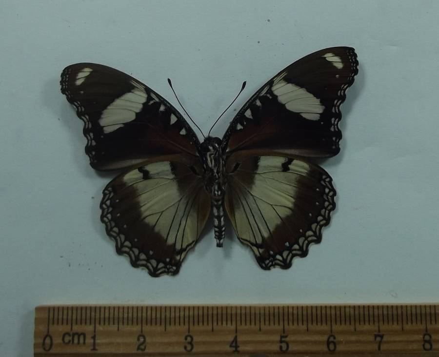Male - Ventral - 4 Spots<br>(Origin of the Specimen: Tanzania, Sept. 2009)