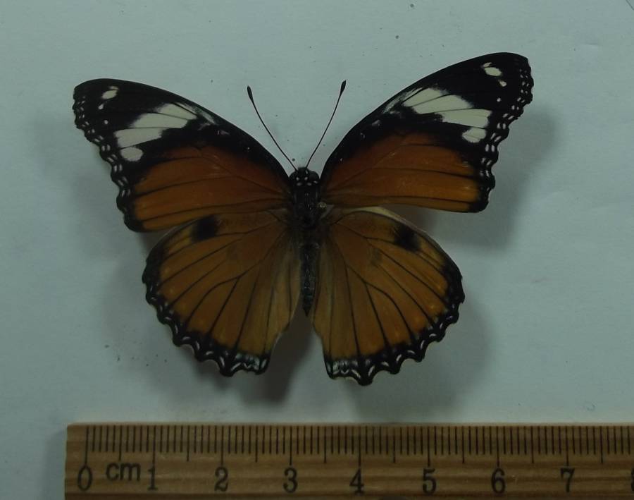 Female - Dorsal - Danaus Mimic<br>(Origin of the Specimen: Tanzania, Sept. 2009)