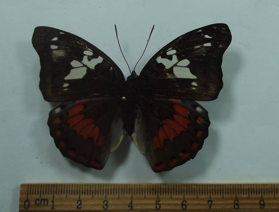 Female - Dorsal View<br>(Origin of the Specimen: Pelang Isle, Aug. 2009)
