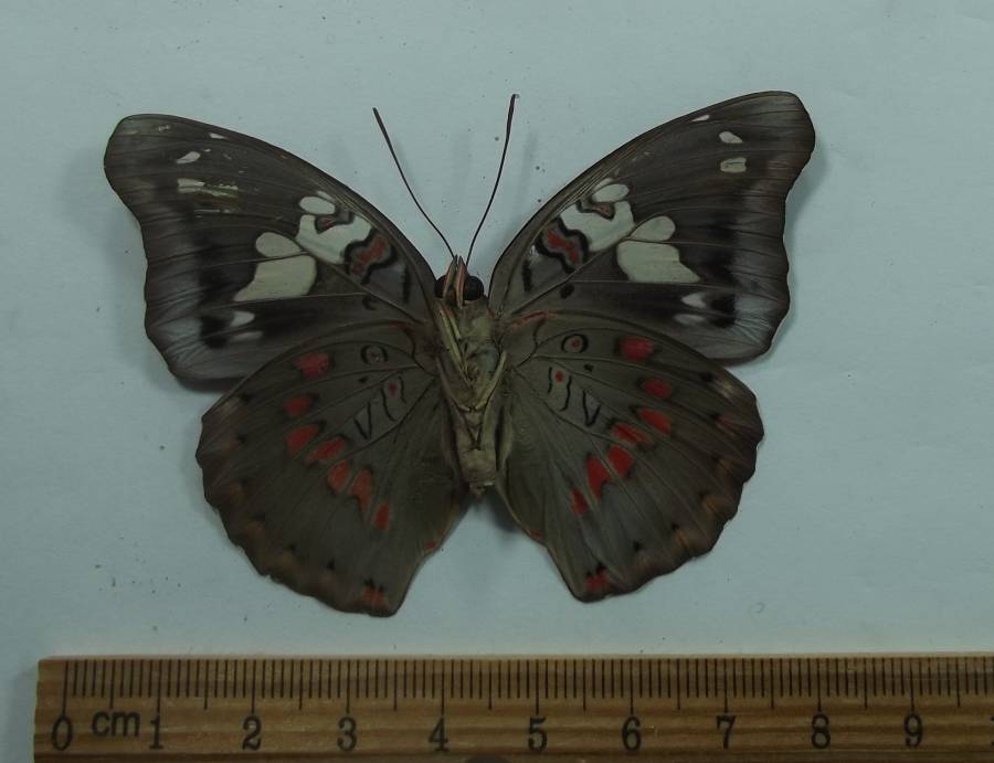 Female - Ventral View<br>(Origin of the Specimen: Pelang Isle, Aug. 2009)