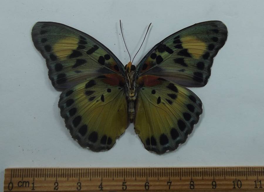 Female - Ventral View<br>(Origin of the Specimen: Uganda, July 1989)
