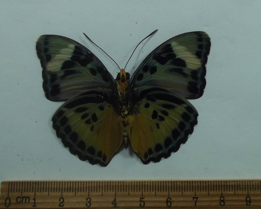 Male - Ventral View<br>(Origin of the Specimen: Uganda, July 1989)