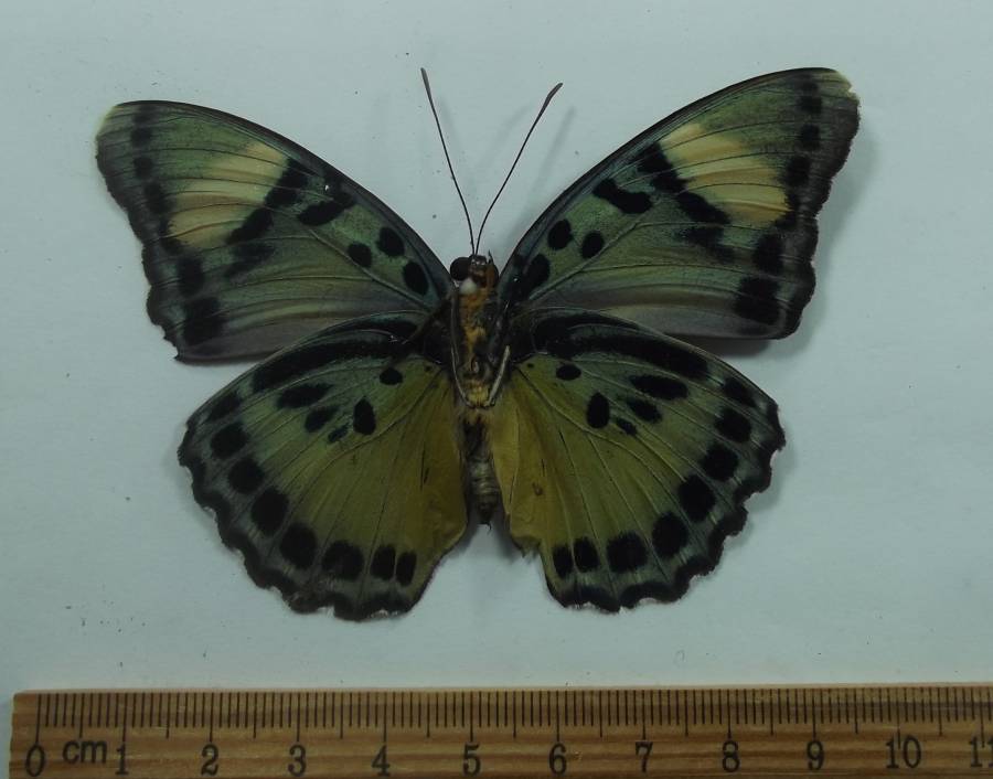 Female - Ventral View<br>(Origin of the Specimen: Uganda, July 1989)