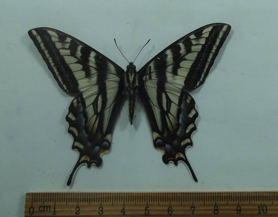 Male - Ventral View<br>(Origin of the Specimen: Spring Valley, S.D. June 1, 2018)