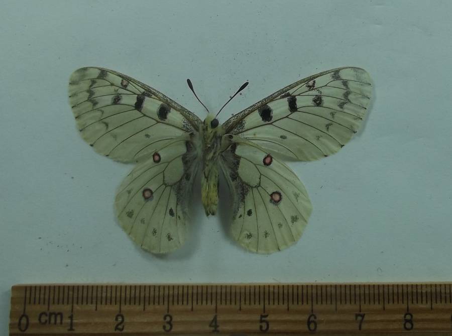 Male - Ventral View<br>(Origin of the Specimen: Spring Valley, S.D. June 1, 2018)