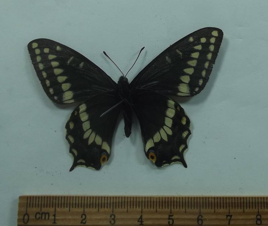 Male - Ventral View<br>(Origin of the Specimen: Hot Springs, S. D. May 26, 2018)