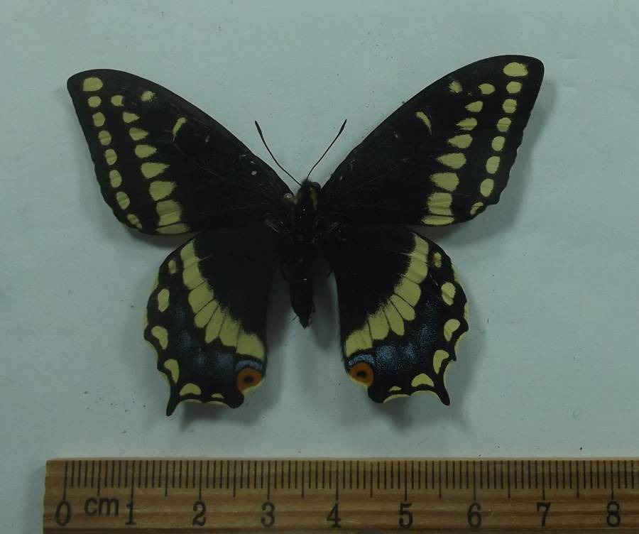 Female - Dorsal View<br>(Origin of the Specimen: Hot Springs, S. D. May 26, 2018)