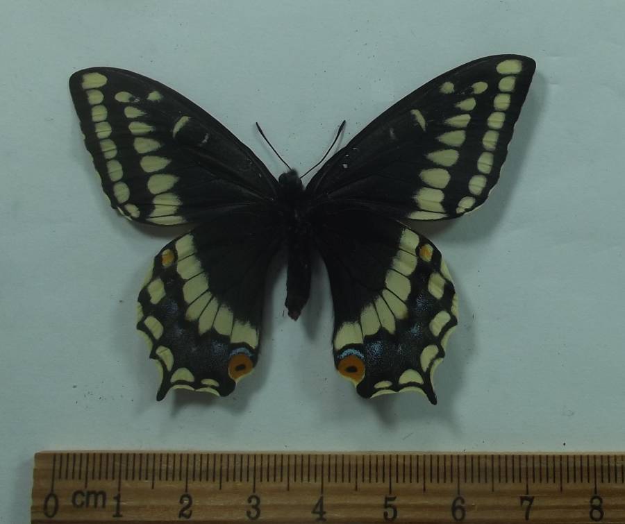 Female - Ventral View<br>(Origin of the Specimen: Hot Springs, S. D. May 26, 2018)