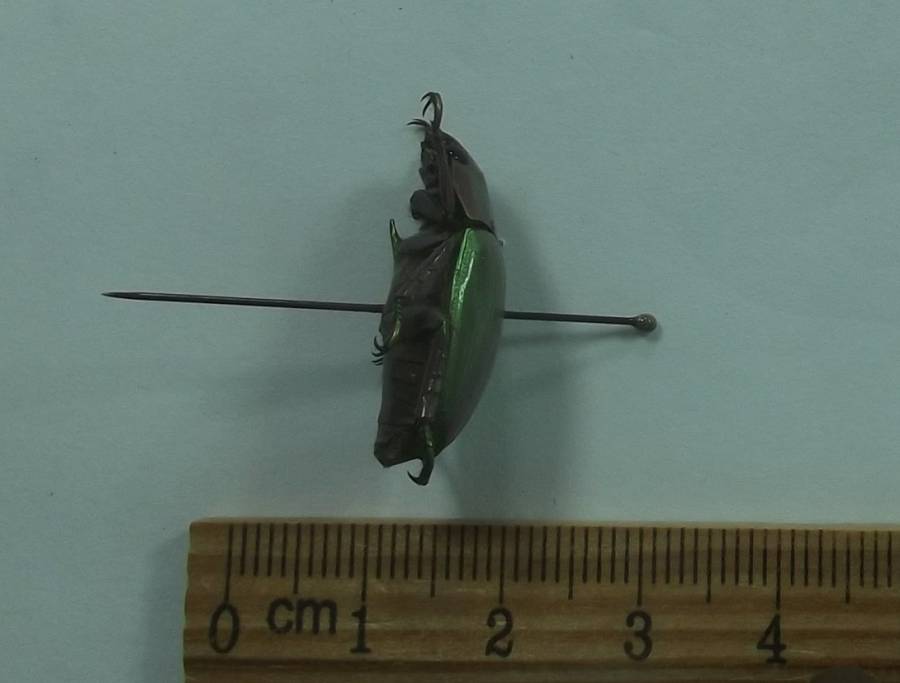 Angle View<br>(Origin of the Specimen: San Marcos, Guatemala, 2017)