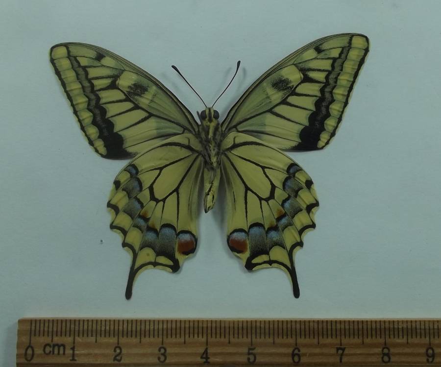 Male - Ventral View<br>(Origin of the Specimen: Oregon, May, 1984)