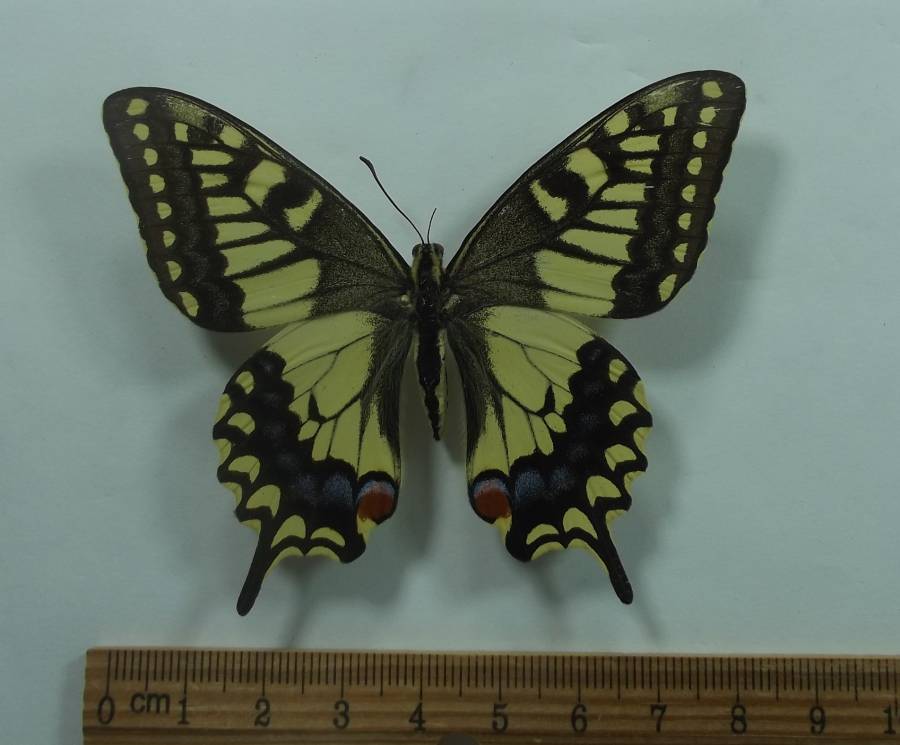Female -Dorsal View<br>(Origin of the Specimen: Oregon, May, 1984)