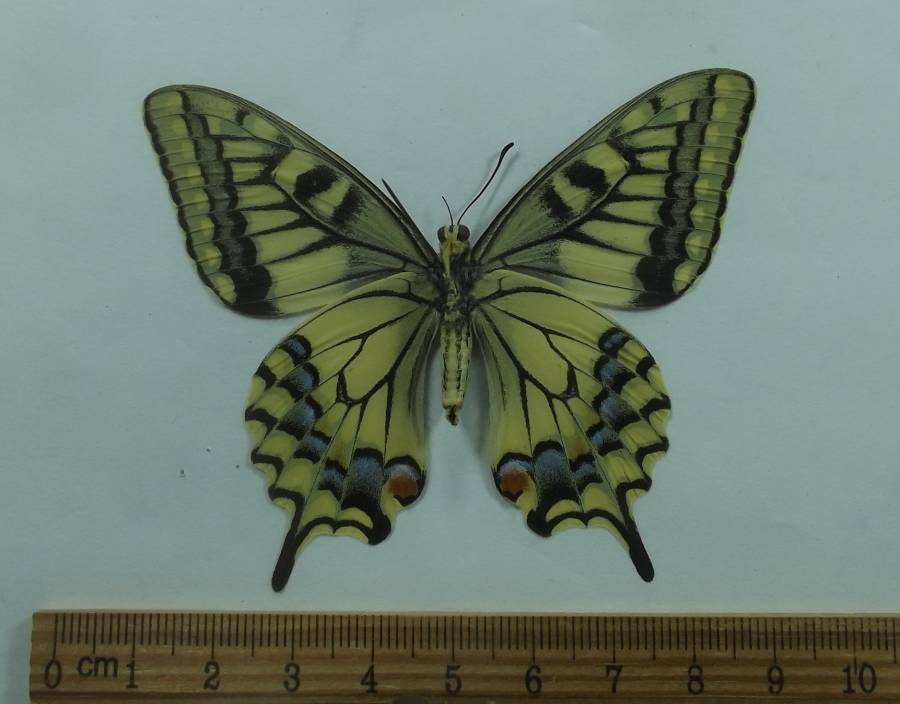 Female - Ventral View<br>(Origin of the Specimen: Oregon, May, 1984)