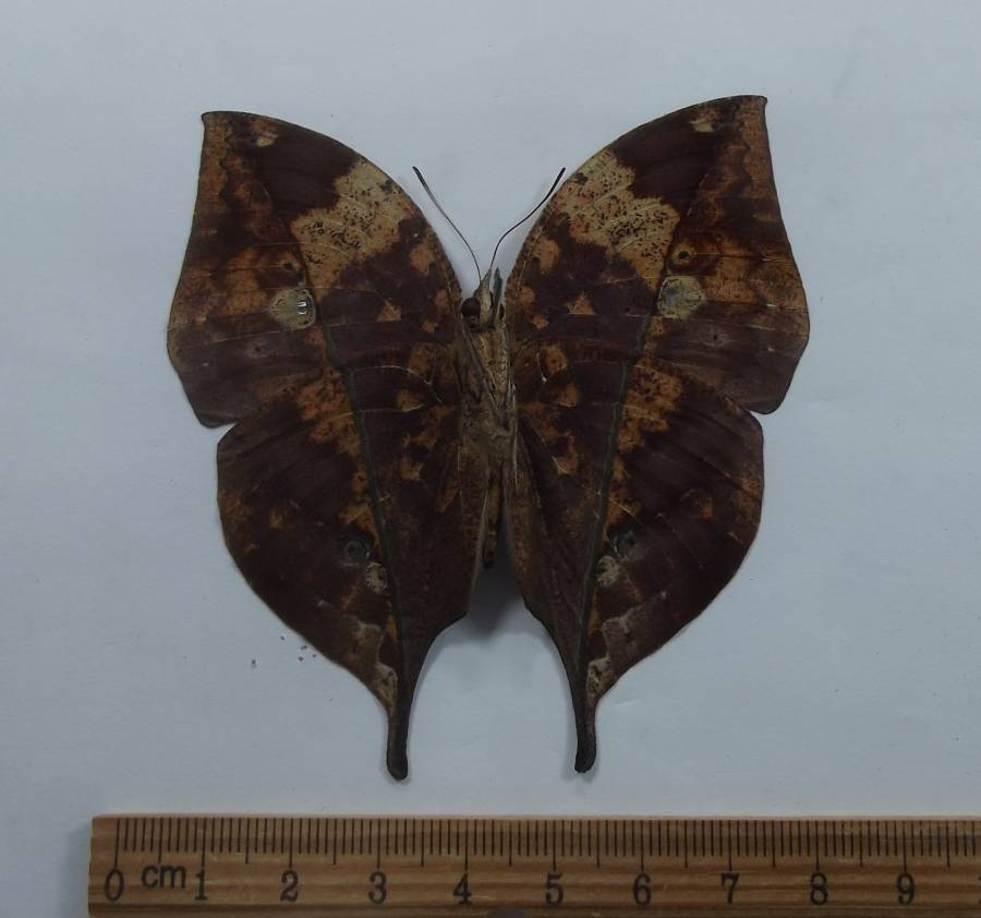Female - Ventral View<br>(Origin of the Specimen: Laos, Sept 2009)