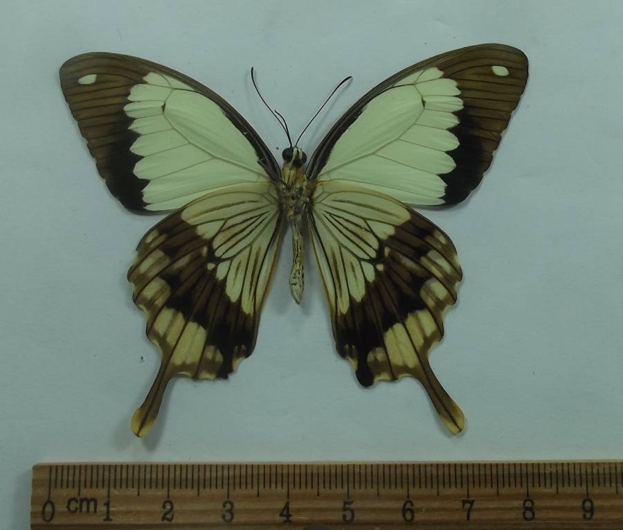 Male - Ventral View<br>(Origin of the Specimen: Tanzania, Sept 2012)