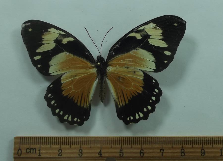 Female - Dorsal View - Unusual<br>(Origin of the Specimen: Tanzania, Sept 2012)