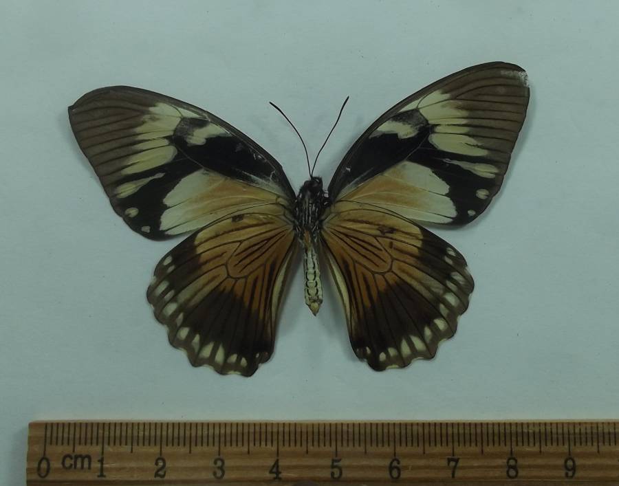 Female Ventral View - Unusual<br>(Origin of the Specimen: Tanzania, Sept 2012)