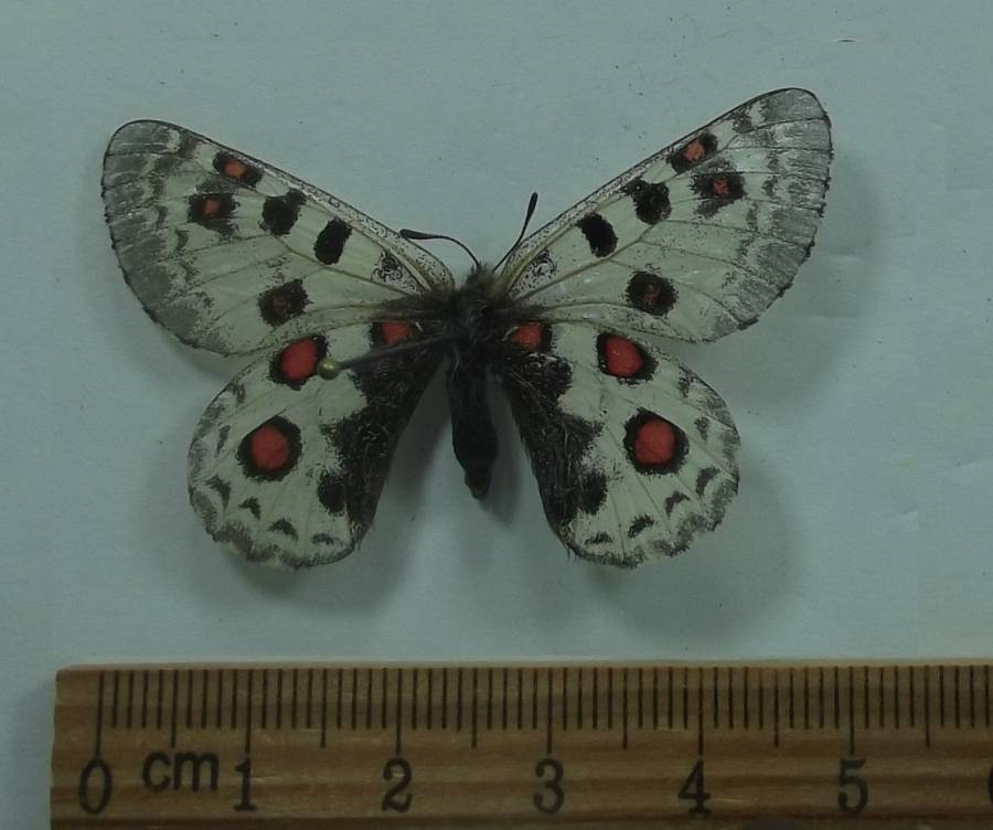 Female - Dorsal View<br>(Origin of the Specimen: Quing Hai Prov, China, Aug. 2001)