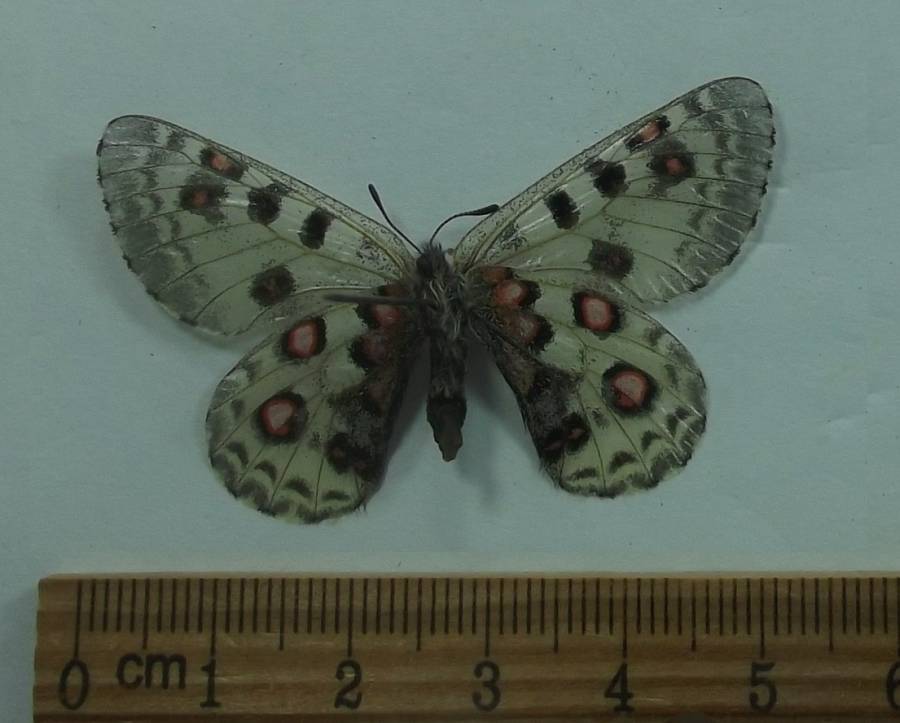 Female - Ventral View<br>(Origin of the Specimen: Quing Hai Prov, China, Aug. 2001)