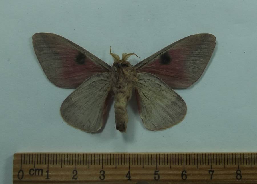 Male - Ventral View<br>(Origin of the Specimen: Mexico, June 1989)