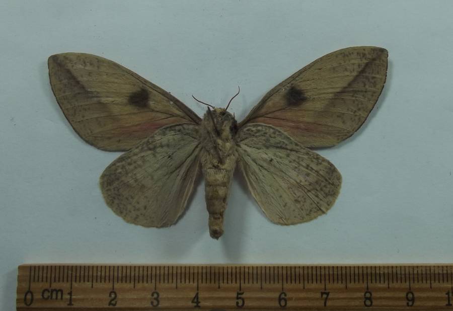 Female - Ventral View<br>(Origin of the Specimen: Mexico, June 1989)