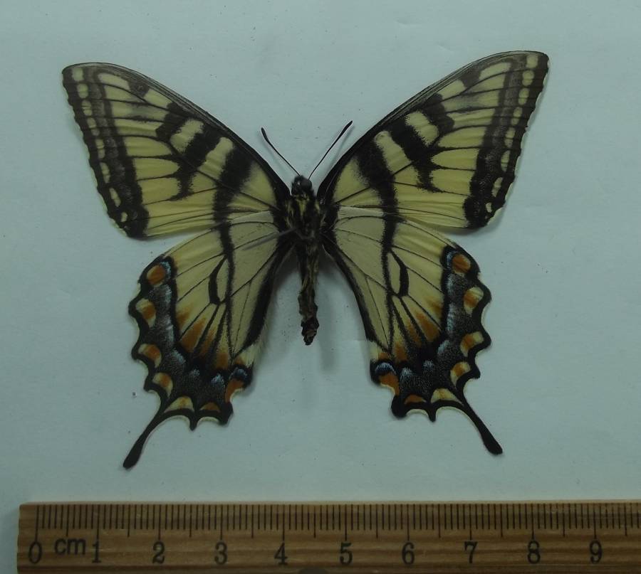 Female - Ventral View<br>(Origin of the Specimen: Hot Springs, SD, April 22, 2016)