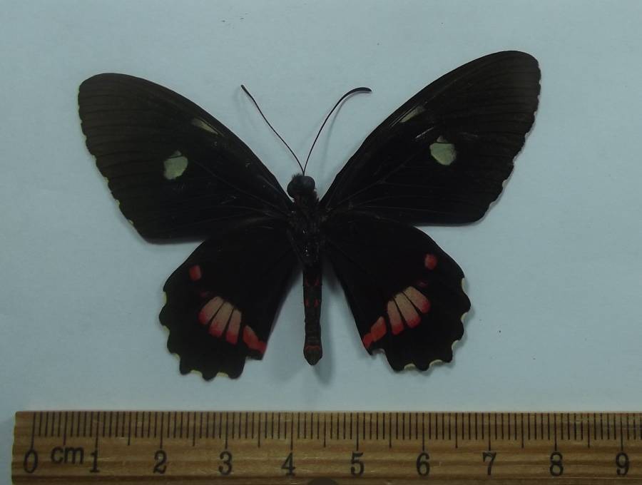 Male - Ventral View<br>(Origin of the Specimen: Panama, Sept. 2012)