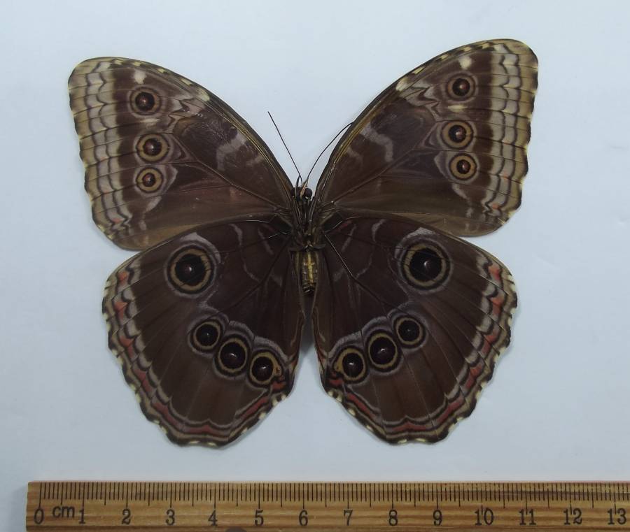 Female - Ventral View<br>(Origin of the Specimen: Belize, April 2007)