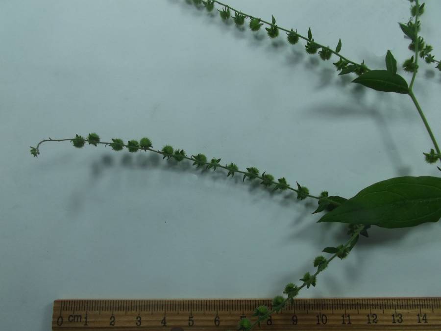 Close View - 2 spays<br>(Origin of the Specimen: Mchenry, Il, Sept 5, 2018)