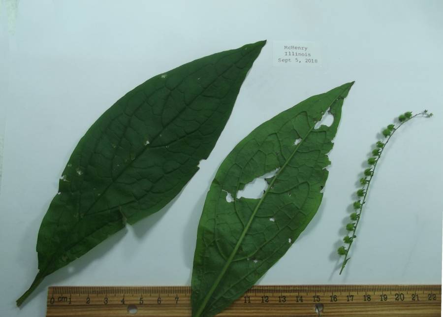 Leaves<br>(Origin of the Specimen: Mchenry, in a woodland)