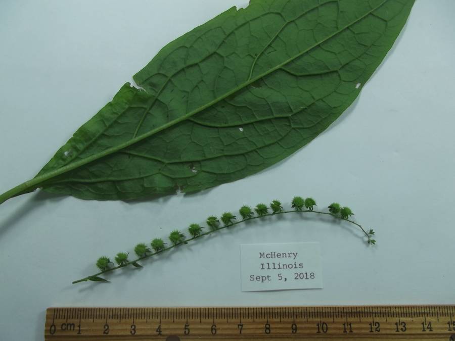 Close View of Spay<br>(Origin of the Specimen: Mchenry, in a woodland)