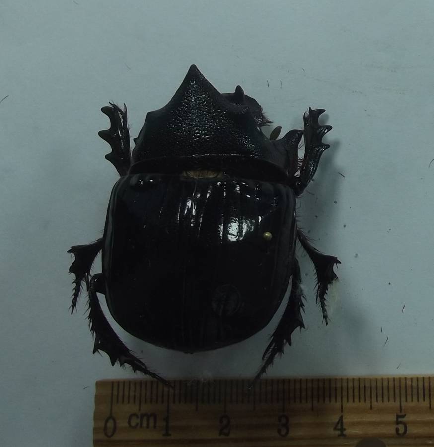 Male - Leanilng Forward<br>(Origin of the Specimen: North Cameroon, May 2018)