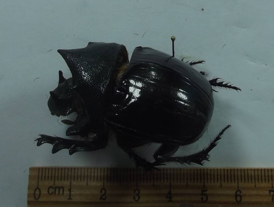 Male - Angle View - 2 Head Horns<br>(Origin of the Specimen: North Cameroon, May 2018)
