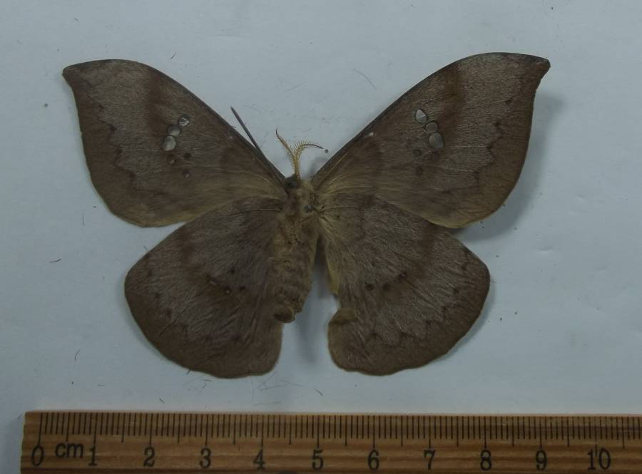 Female - Ventral<br>(Origin of the Specimen: Belize - Aug 17, 2007)