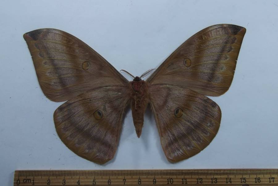 Female - Vetnral View<br>(Origin of the Specimen: Vietnam, May 2011)