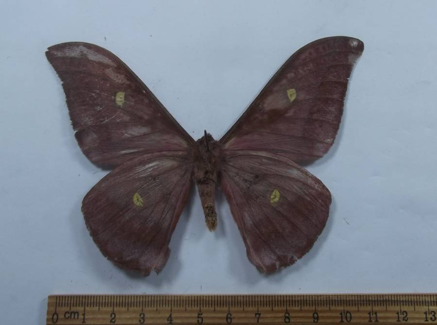 Male - Ventral View<br>(Origin of the Specimen: Cameroon, May 2018)