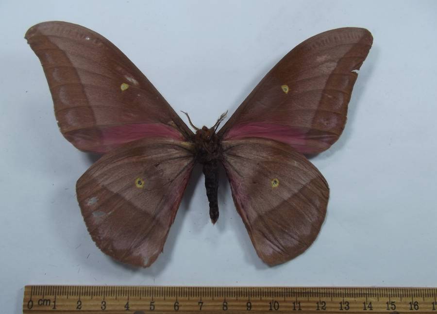Male - Ventral View<br>(Origin of the Specimen: Cameroon, May 2018)