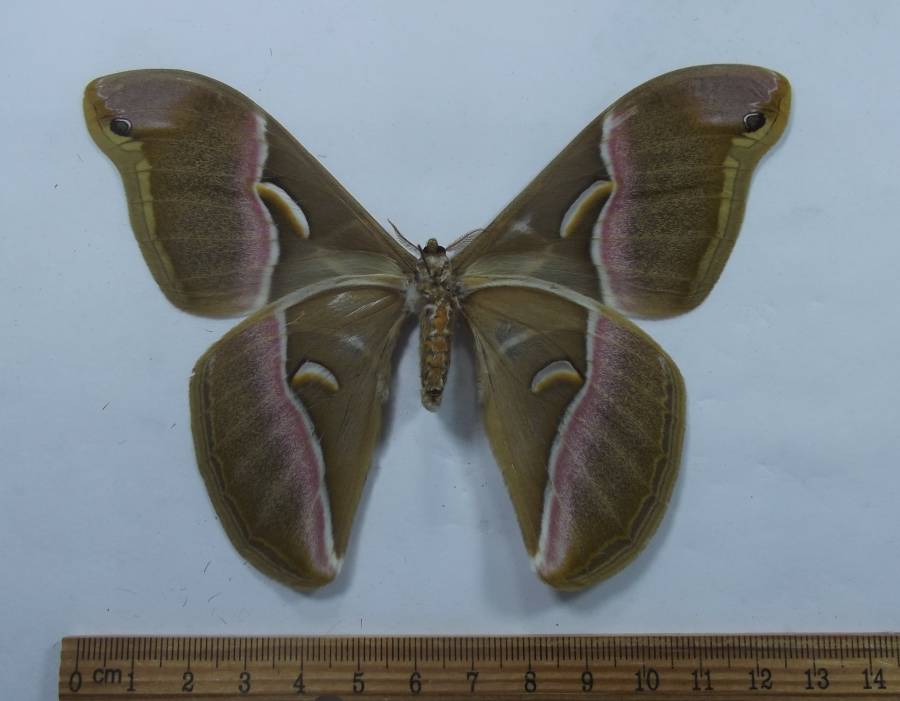 Female - Ventral View<br>(Origin of the Specimen: China, June 1994)