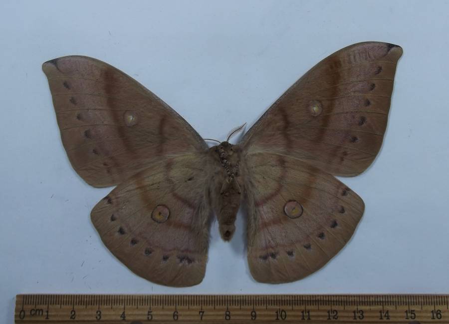 Female - Ventral View<br>(Origin of the Specimen: Alor Island, Sept 1998)