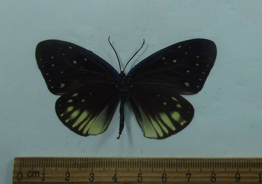 Female - Ventral<br>(Origin of the Specimen: Laso, August 1998)
