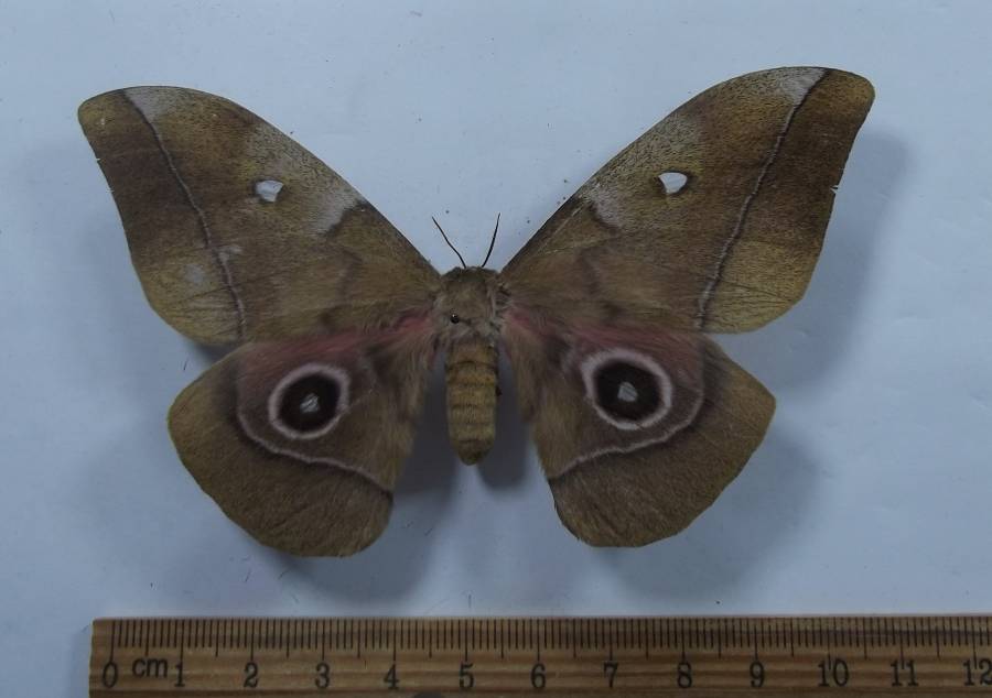 Female - Dorsal View<br>(Origin of the Specimen: Kenya, Spet. 2012)
