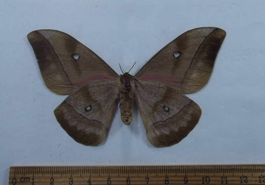 Female - Ventral View<br>(Origin of the Specimen: Kenya, Spet. 2012)