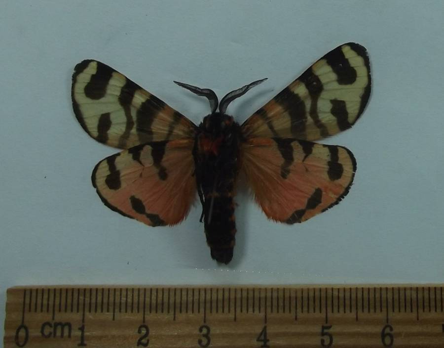 Male - Ventral View<br>(Origin of the Specimen: Poland, June 4, 2008)