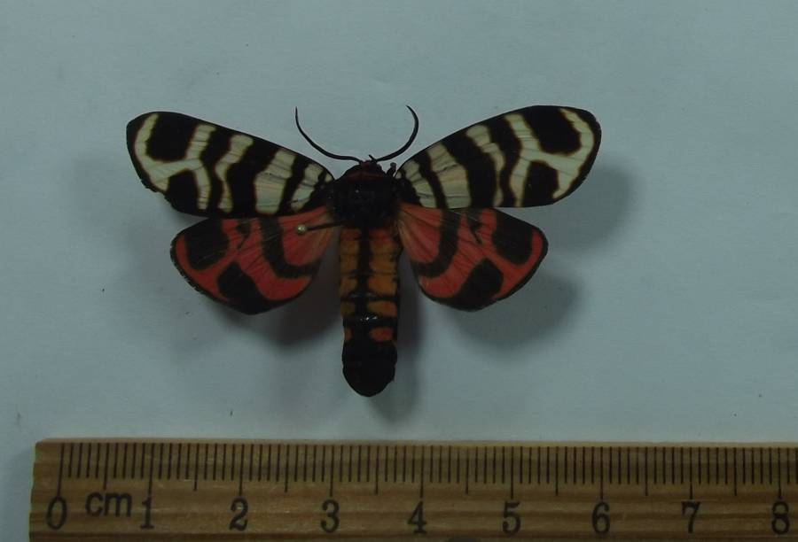 Female - Dorsal View<br>(Origin of the Specimen: Poland, June 4, 2008)