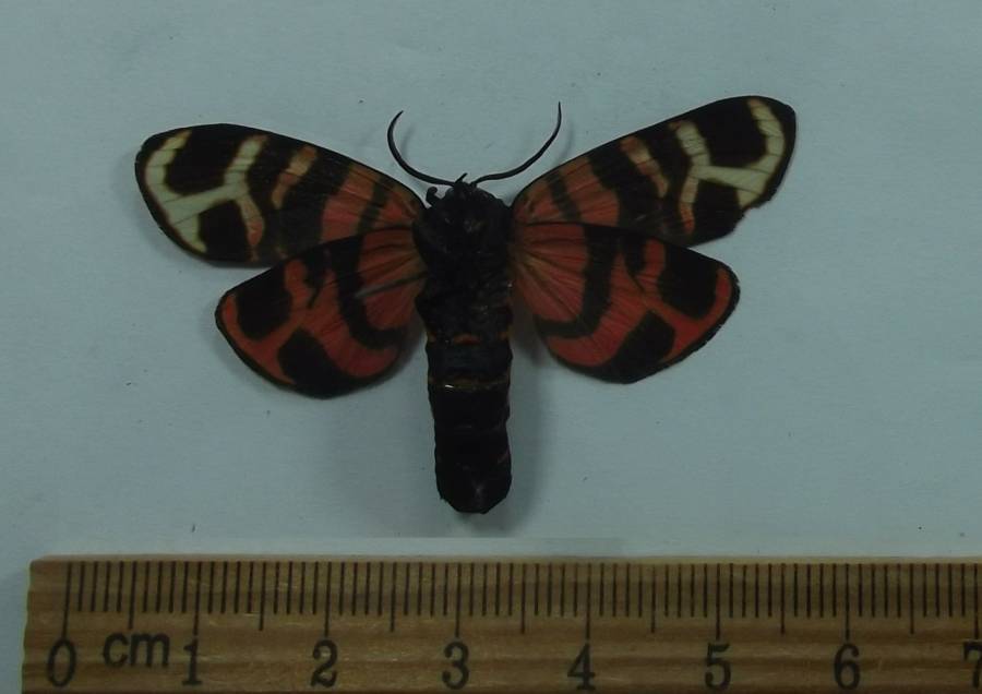 Female - Ventral View<br>(Origin of the Specimen: Poland, June 4, 2008)