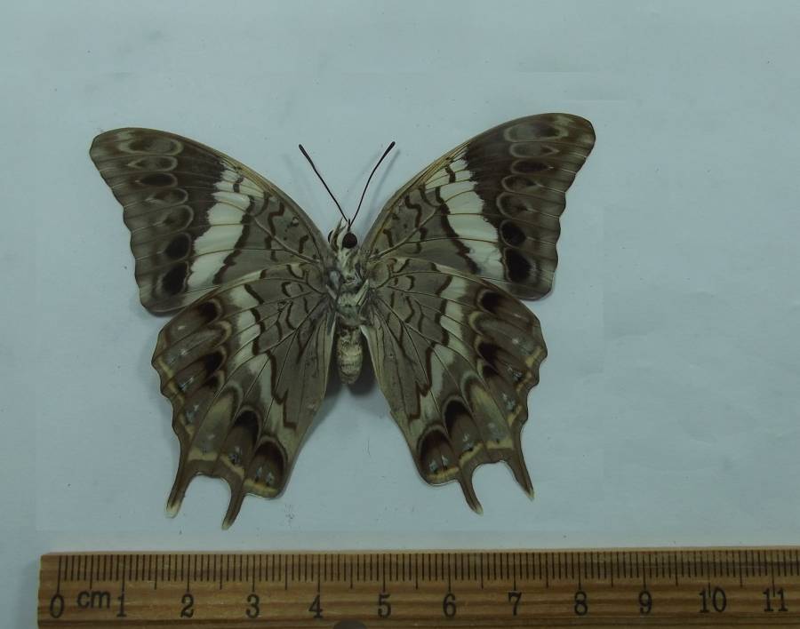 Female - Ventral View<br>(Origin of the Specimen: Lombok, Indonesia, March 1991)