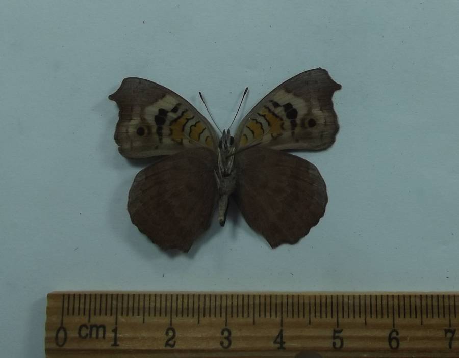 Male - Ventral View<br>(Origin of the Specimen: Japan,  Juen, 2002)