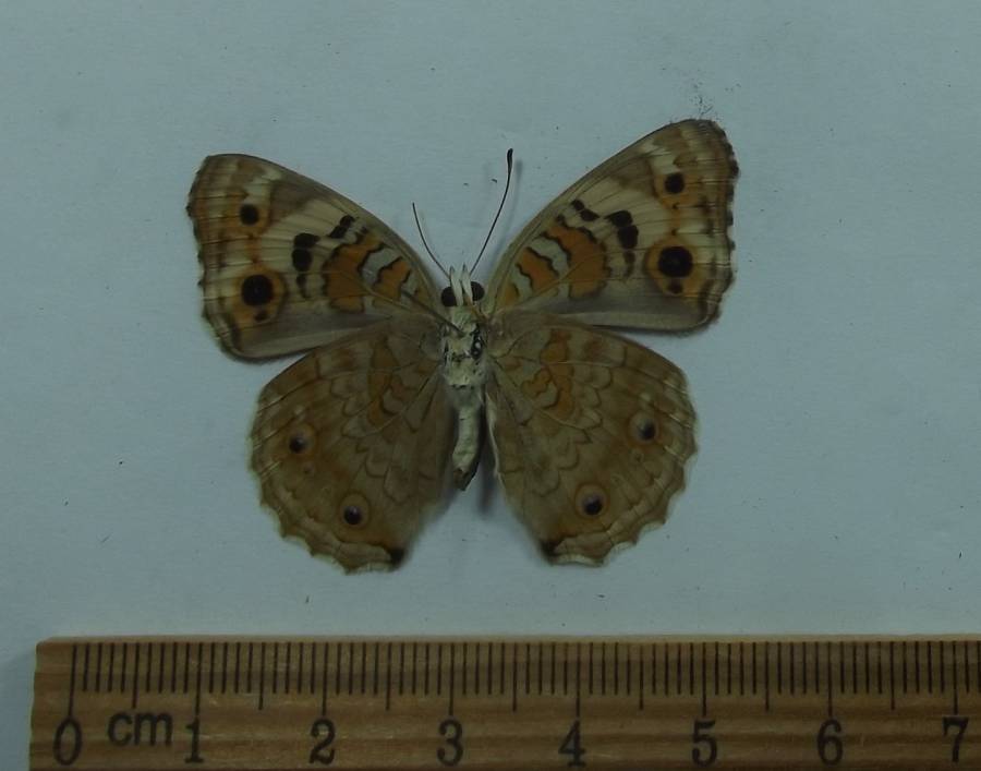 Female - Ventral View<br>(Origin of the Specimen: Japan,  Juen, 2002)