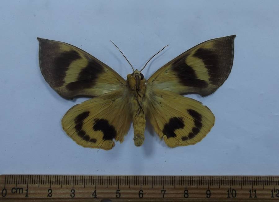Male - Ventral View<br>(Origin of the Specimen: Hanmi Valley, South Tibet, Spring)