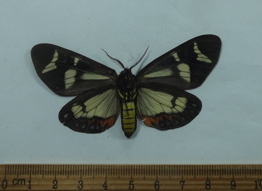 Male - Ventral View<br>(Origin of the Specimen: Fort Davis, Texas, Aug 2008)